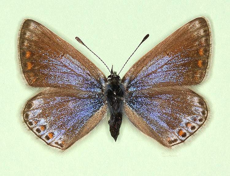 Polyommatus icarus female (aberrant form nov) (Internet Image property of respective owner, non-commercial use only)